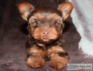Chocolate Yorkshire Terrier Male Puppies