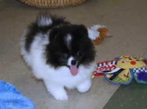 Top Healthy Pomeranian Puppies.
