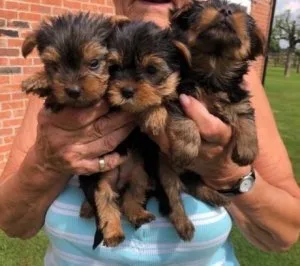 Gorgeous Teacup Yorkie puppies