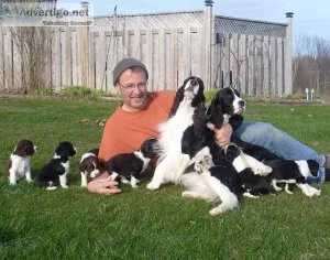 Gorgeous English Springer Spaniel Puppies