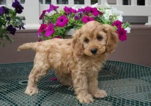 Lovely Cockapoo Puppies available now