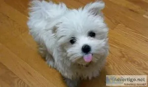 Maltese AKC and CKC Purebred Pedigree puppies for sale