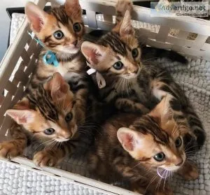 Beautiful bengal kittens