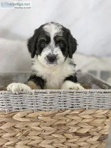 Howler Mini Bernedoodle