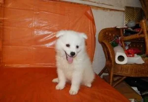 Gorgeous American Eskimo Dog puppies for sale.