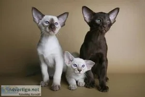 Short Hair Oriental Kittens