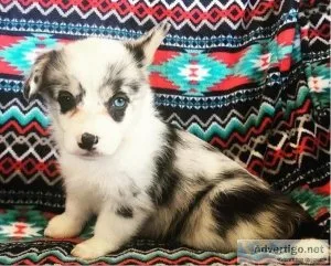 registered Corgi puppies