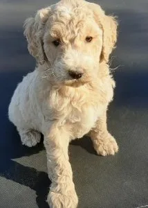 AKC Registered Goldendoodle Puppies For Sale