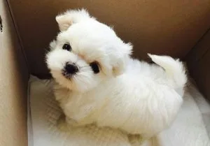 AKC Micro Teacup Maltese Puppies For Sale