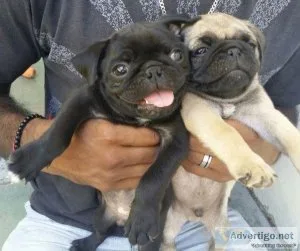 Healthy Pug Puppies.