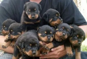 AKC Rottweiler puppies