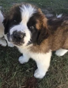 Home raised Saint Bernard puppies available
