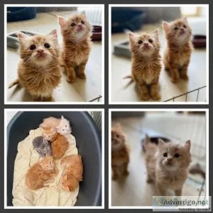 Registered Maine coon kittens available