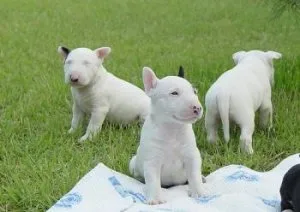 Gorgeous Bull Terrier Puppies For Sale