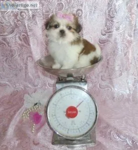 Tiny Shih Tzu puppies for sale
