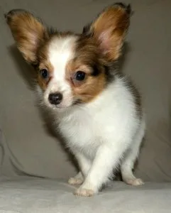 Lovely Papillon Puppies For Sale