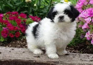 Healthy Shih Tzu Puppies.