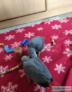 Baby Tamed super friendly African Grey Parrots