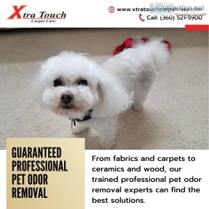 Professional Pet Odor and Stain Removal In Vancouver WA