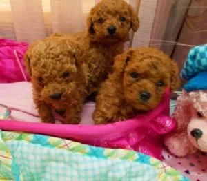 Male and female Toy Poodle puppies