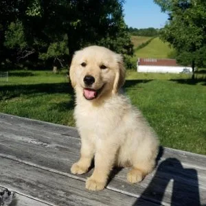 AKC Golden Retriever puppies.