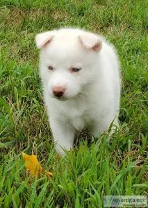 WhiteBlue eyes Male Siberian Huskies