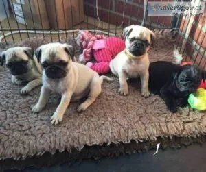 New litter of Pug puppies Puppies ready