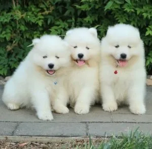 Beautiful Samoyed  Puppies For Sale
