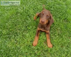Doberman Pinscher puppies