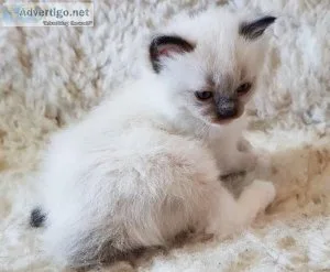 Ragdoll kittens