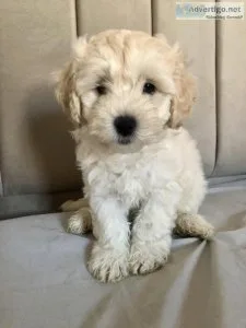 Cute Home Raised Maltipoo Puppies