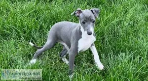 Healthy Greyhound Puppies