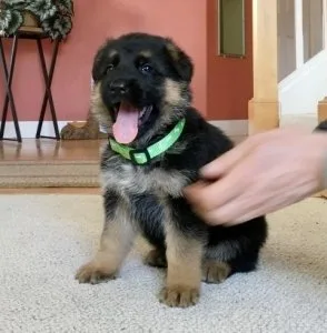 Beautiful German Shepherd Puppies