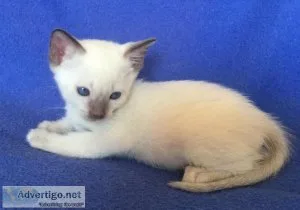 Blue Lynx Point Siamese Kitten