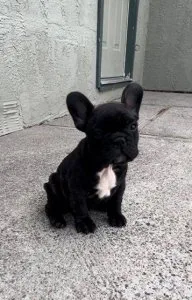Adorable French Bulldog Puppies For Sale.