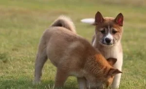 Nice and Healthy Shiba Inu Puppies Available.