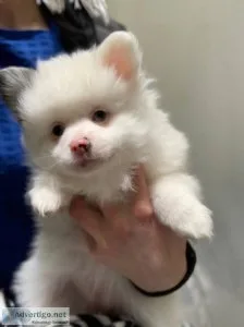 Cute teacup Pomeranian puppies