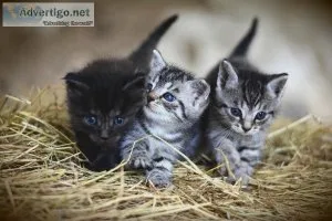 American Shorthair kittens for sale
