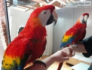 Beautiful Scarlet Macaws