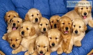 A kc reg Golden retriever puppies