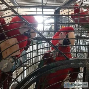 Green Wings Macaws- Handfed