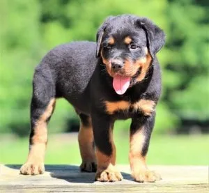 AKC German Rottweiler Puppies