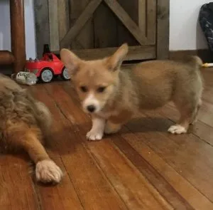 Charming Pembroke Welsh Corgi puppies ready