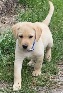 Beautiful Labrador Retriever puppies Available now