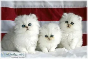 Mount Vista Persians