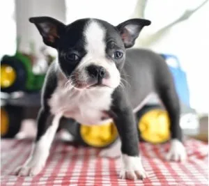 Healthy Boston Terrier Puppies For Sale
