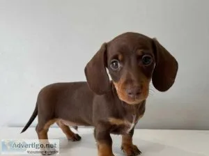Male and female Mini Dachshund puppies For Sale