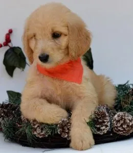 AKC Registered Labradoodle puppies