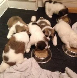 AKC American Akita puppies