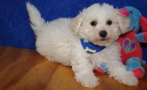 Bichon Frise Puppies Adorable